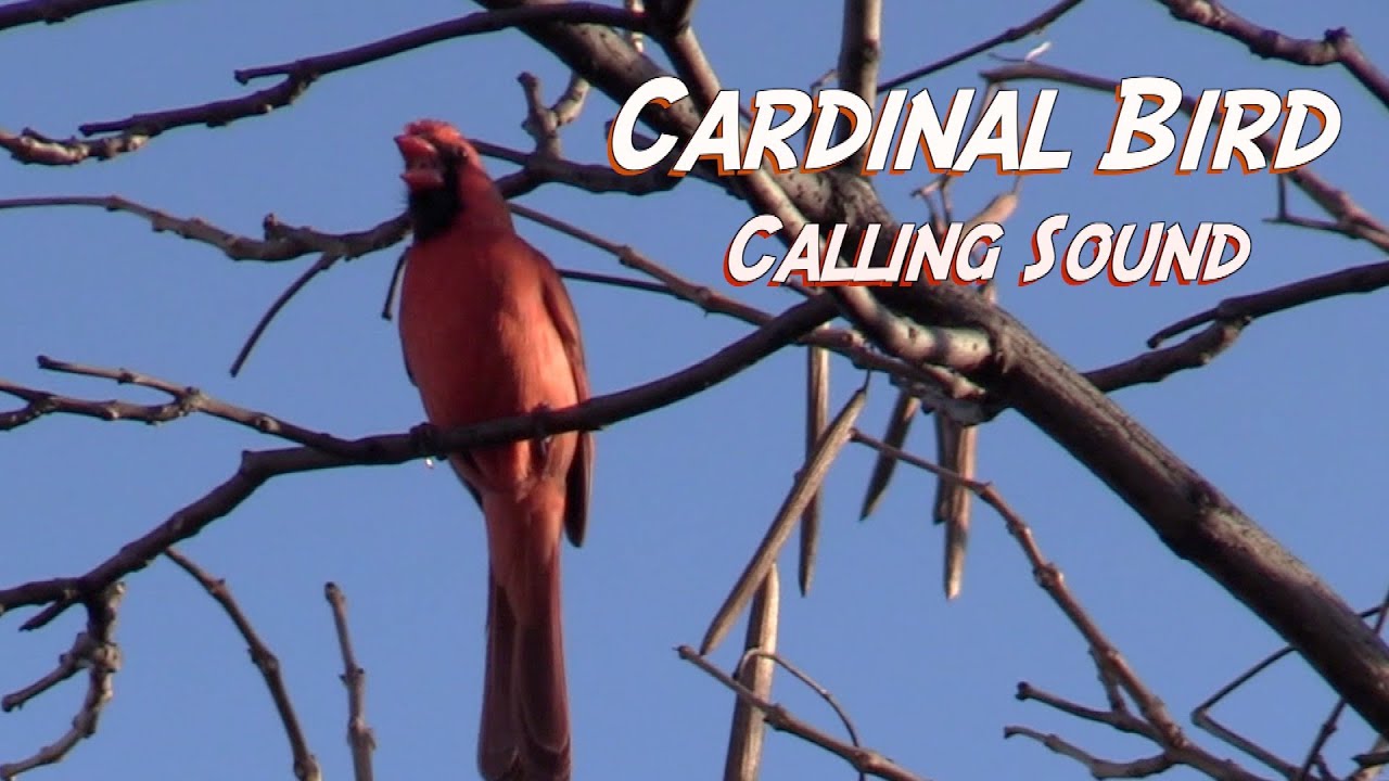 cardinal sounds