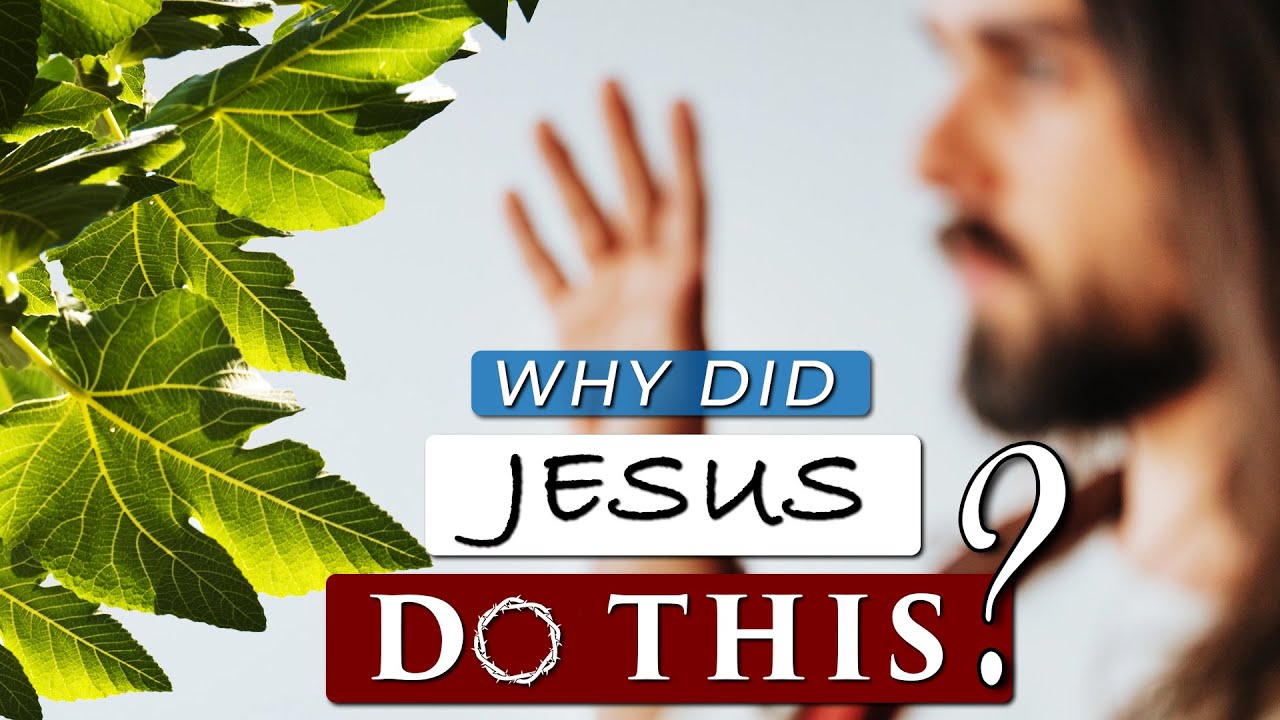 Jesus Curses the Fig Tree: 5 Lessons for Modern Life 4 jesus curses the fig tree
