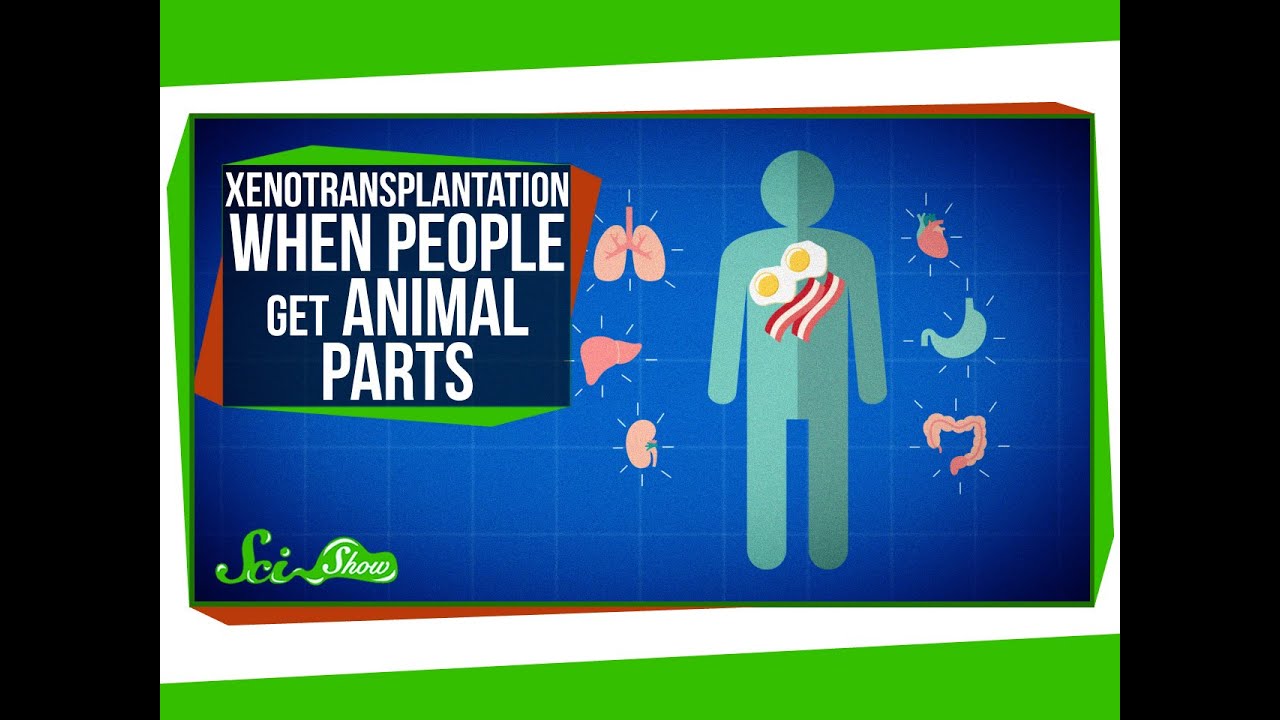 Xenotransplantation: 7 breakthroughs shaping the future 4 xenotransplantation