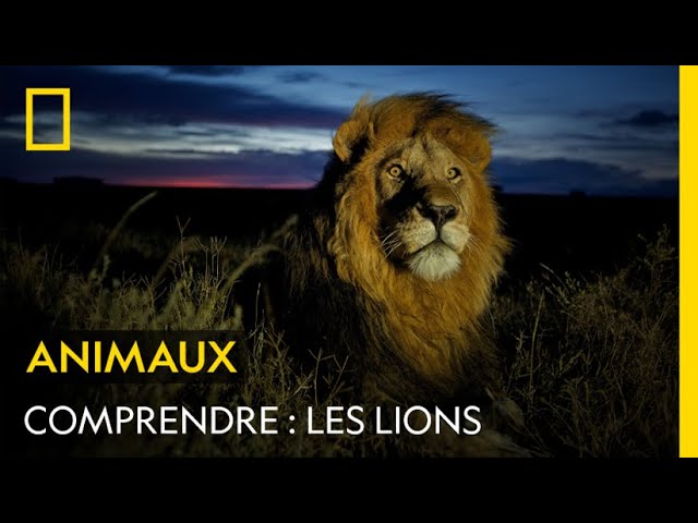 lion espérance de vie