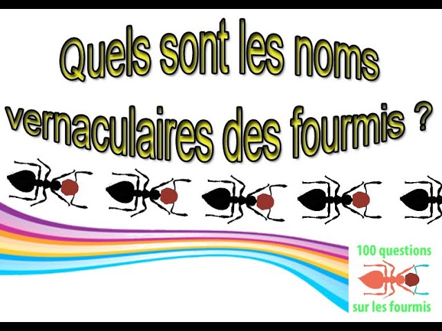 nom vernaculaire
