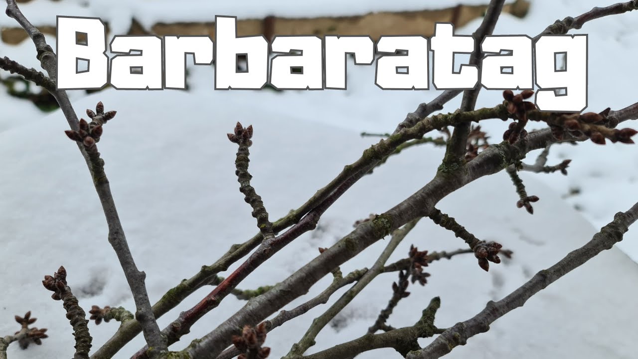 barbaratag
