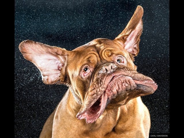 Foto di cani 2025: 7 scatti irresistibili che ti faranno sorridere 3 foto di cani