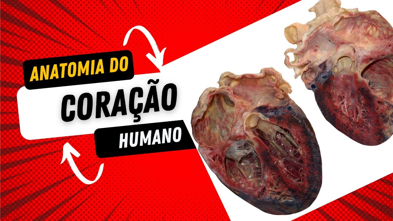 Coração real: 7 verdades surpreendentes que todo mundo ignora 5 coração real