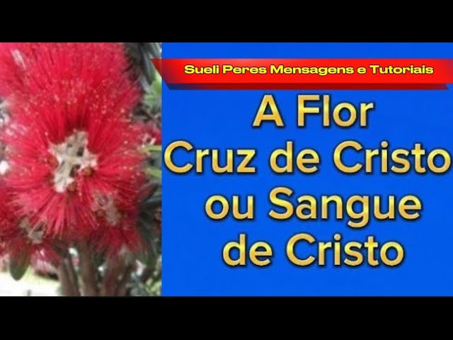 Flor Sangue de Cristo: 5 Benefícios Surpreendentes para Sua Saúde 1 flor sangue de cristo