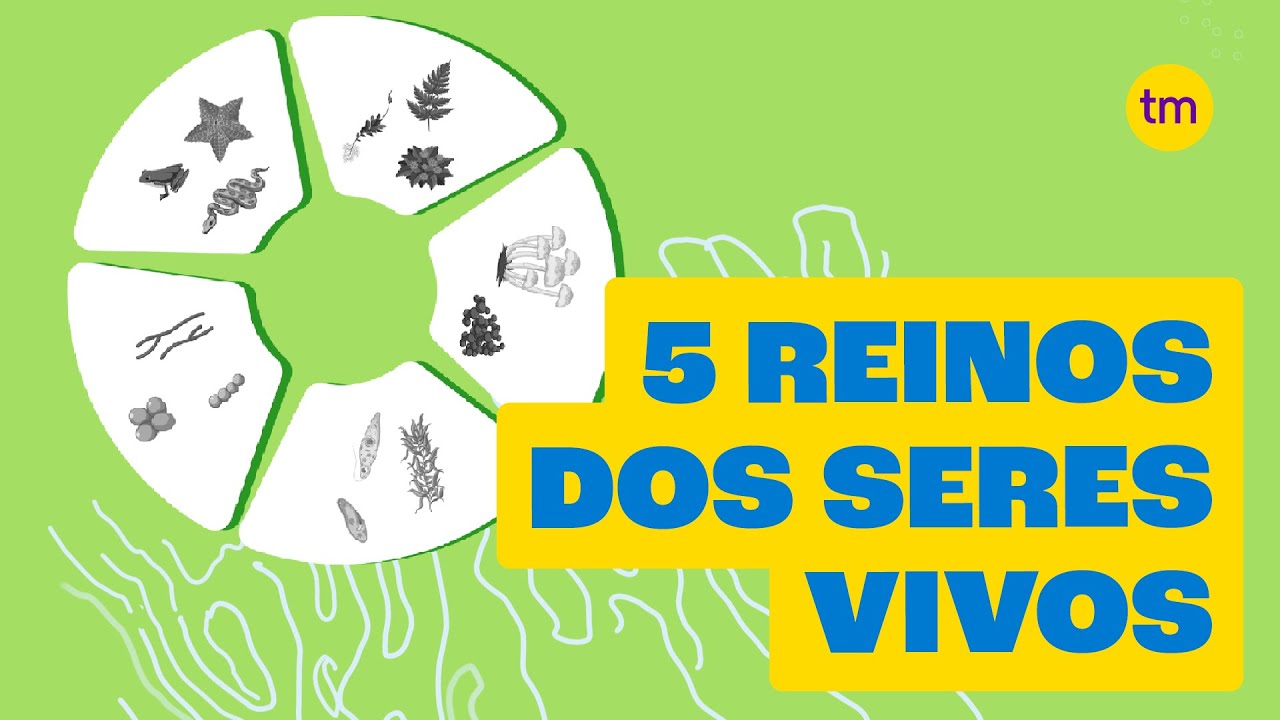 os 5 reinos