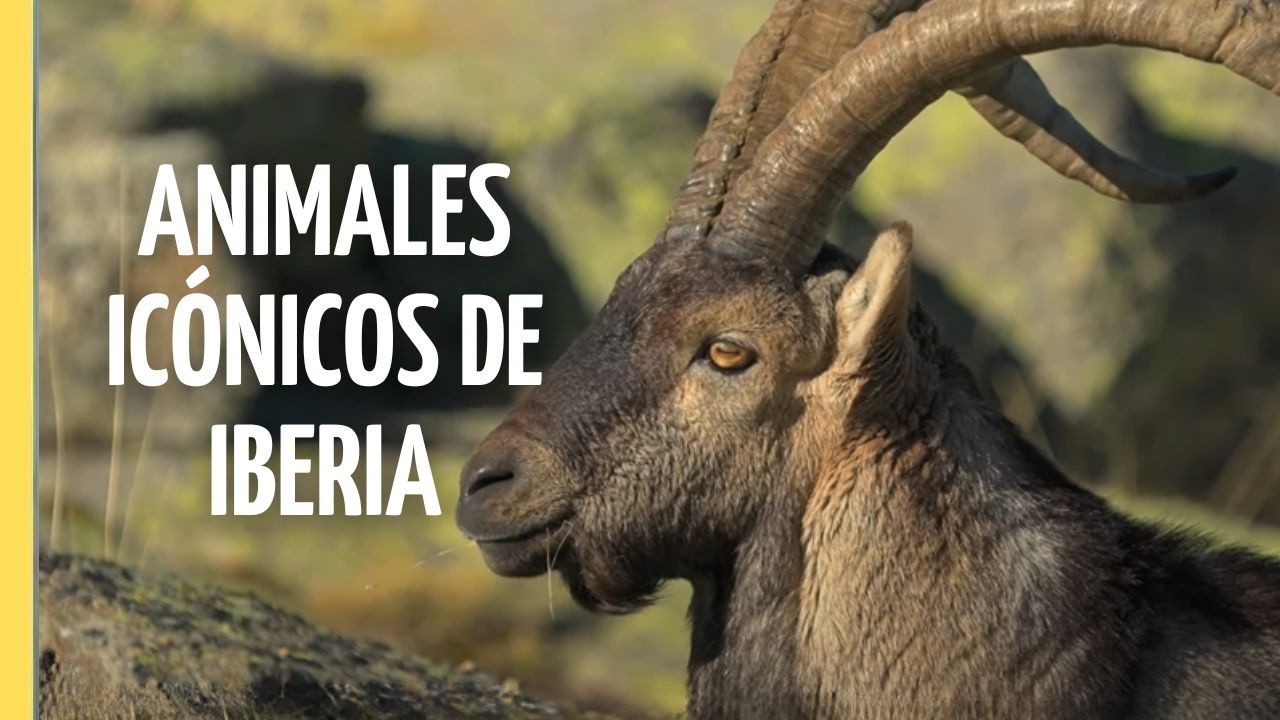 península iberica