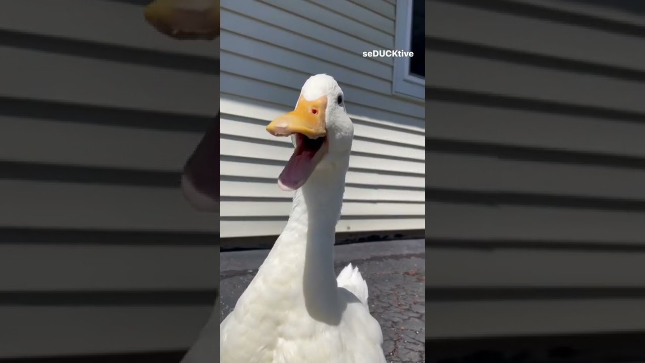 Patos betyder 2025: 5 insikter som förändrar din förståelse 1 patos betyder