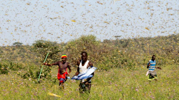 Surgen preocupaciones de calamidad a medida que las langostas pululan en el este de África