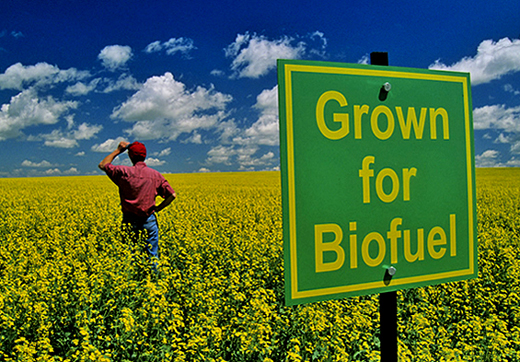 Trócaire destaca el daño de las políticas de biocombustibles de la UE