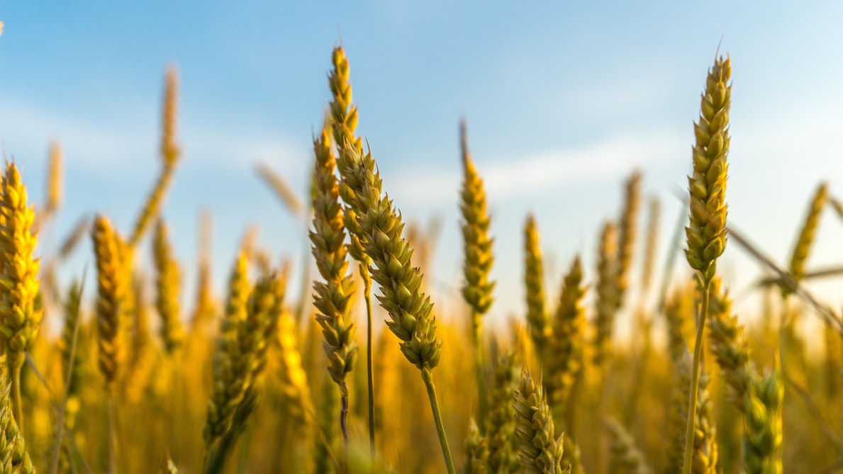 Quinto Domingo de Cuaresma: Si no nos convertimos en granos de trigo...