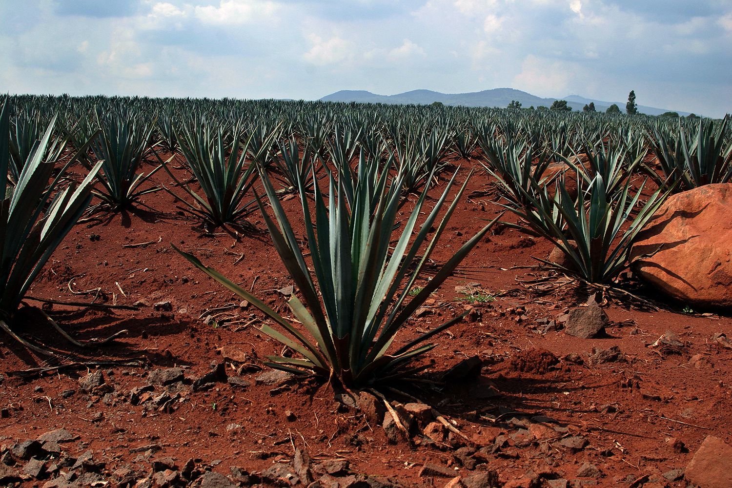 Descubre La Leyenda Azteca del Agave y el Tequila