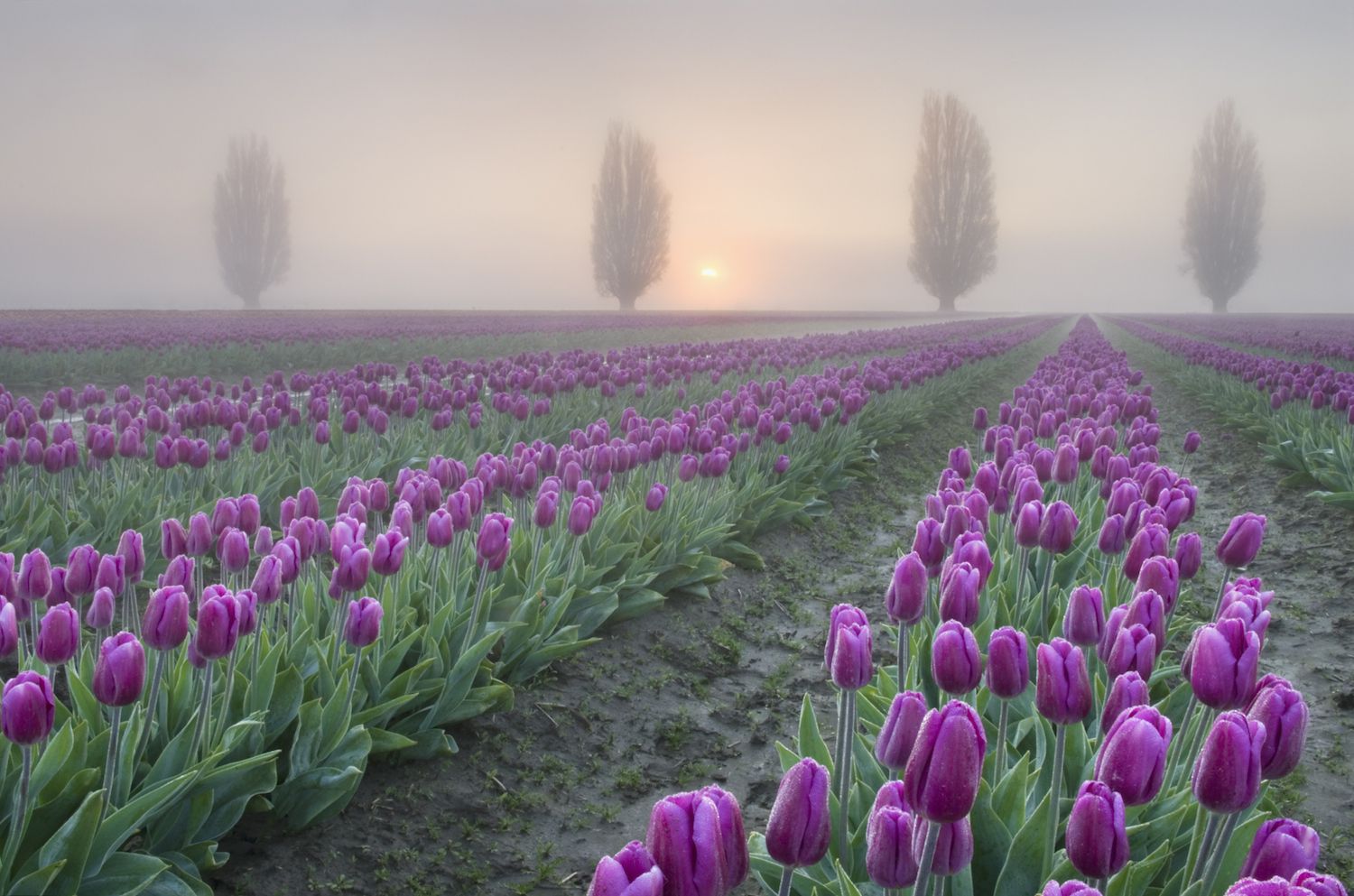 La primavera significa que es la época mágica de los tulipanes