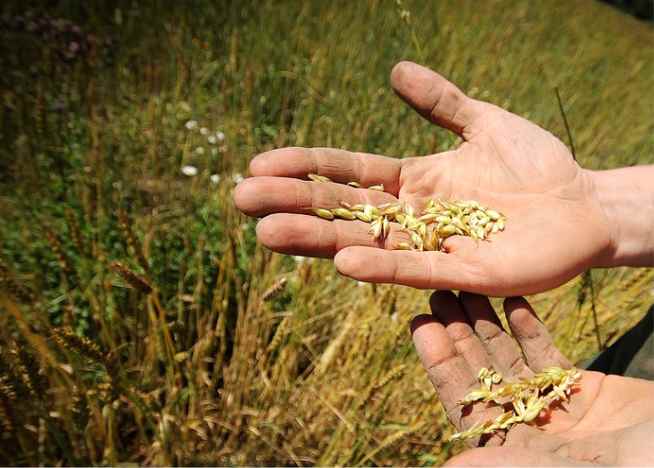 La parábola de la semilla que crece en secreto 5 A Parabola da Semente Germinando Secretamente