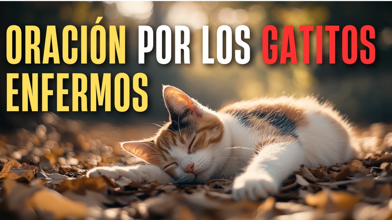 Oración para los gatos enfermos: guía práctica de consuelo y esperanza 5 oración para los gatos enfermos