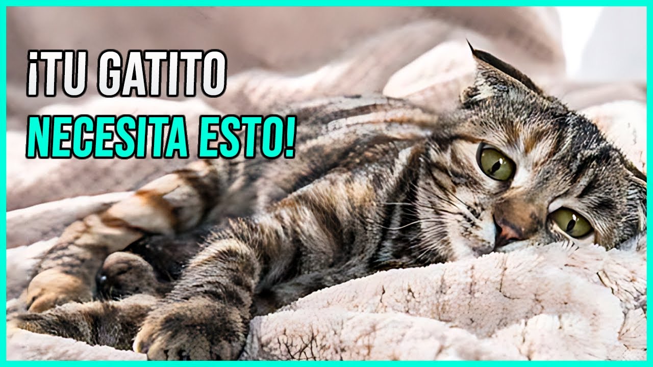 Oración por los gatos enfermos: oraciones de fe y consuelo para tu mascota 1 oración por los gatos enfermos